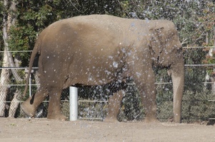 321-2174 San Diego Zoo - Asian Elephant